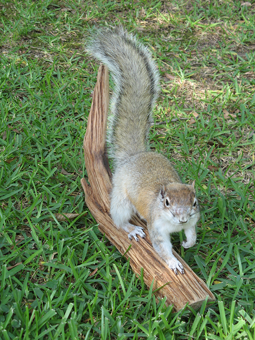 Squirrel mounts